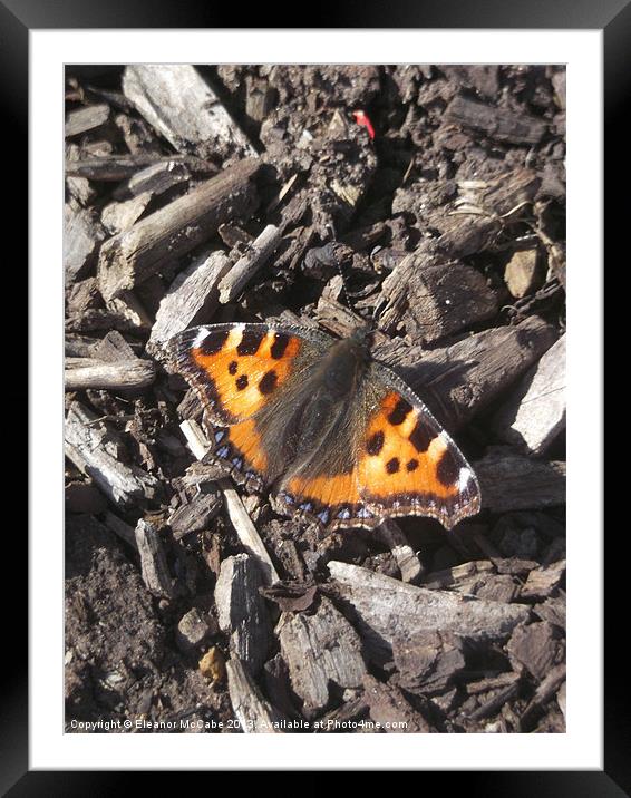 Sunny Butterfly! Framed Mounted Print by Eleanor McCabe