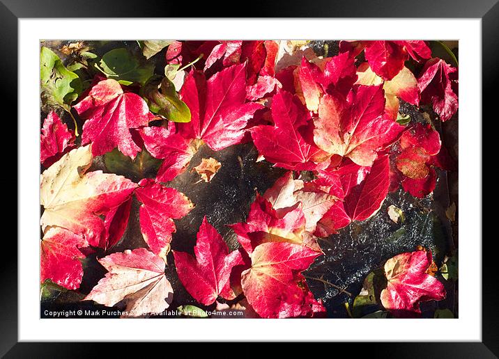 Vivid Red Autumn Leaves Scattered on Ice Framed Mounted Print by Mark Purches