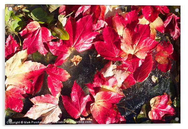 Vivid Red Autumn Leaves Scattered on Ice Acrylic by Mark Purches