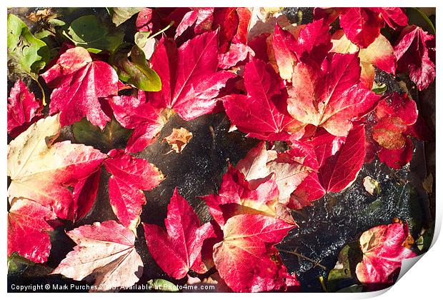 Vivid Red Autumn Leaves Scattered on Ice Print by Mark Purches