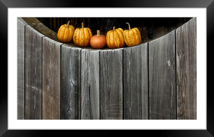 5 little pumpkins Framed Mounted Print by Heather Newton