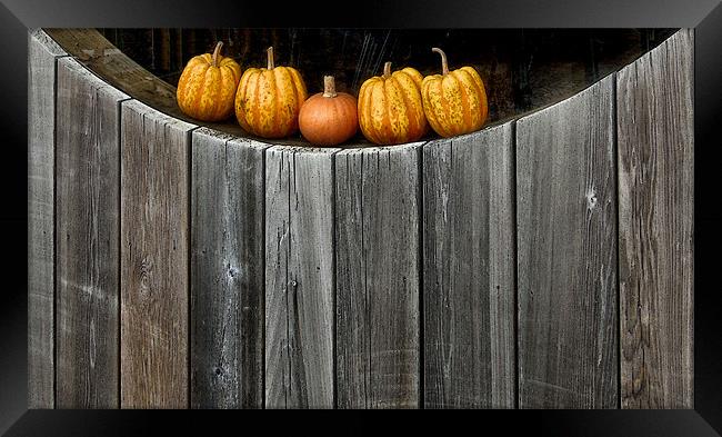 5 little pumpkins Framed Print by Heather Newton