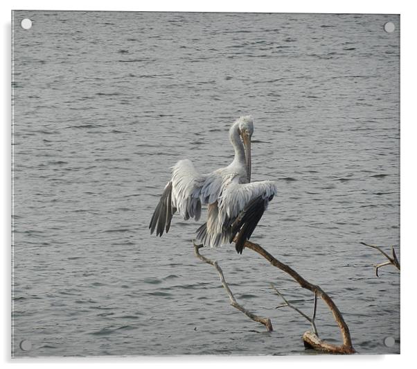 A Bird In Kandy Lake Acrylic by Sajitha Nair