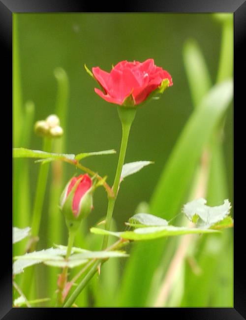 Rose With A Green Background Framed Print by Sajitha Nair