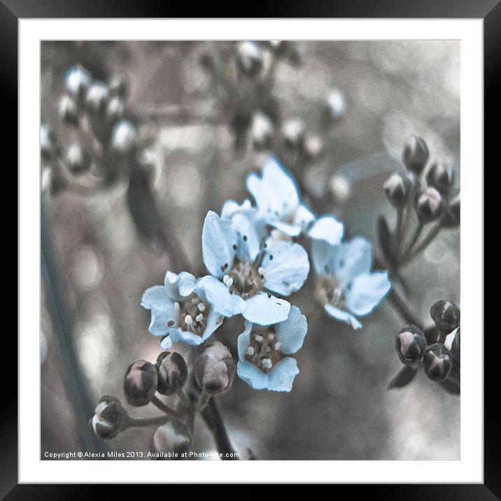touch of blue Framed Mounted Print by Alexia Miles