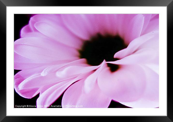 Pink Daisy Framed Mounted Print by Alexia Miles