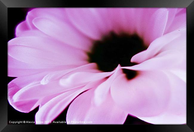Pink Daisy Framed Print by Alexia Miles