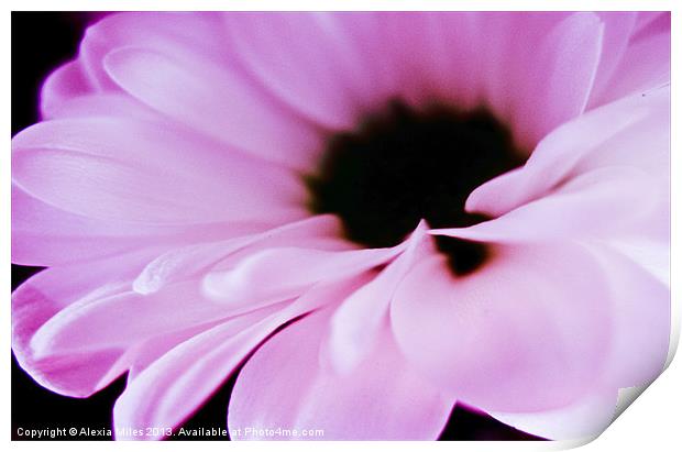 Pink Daisy Print by Alexia Miles