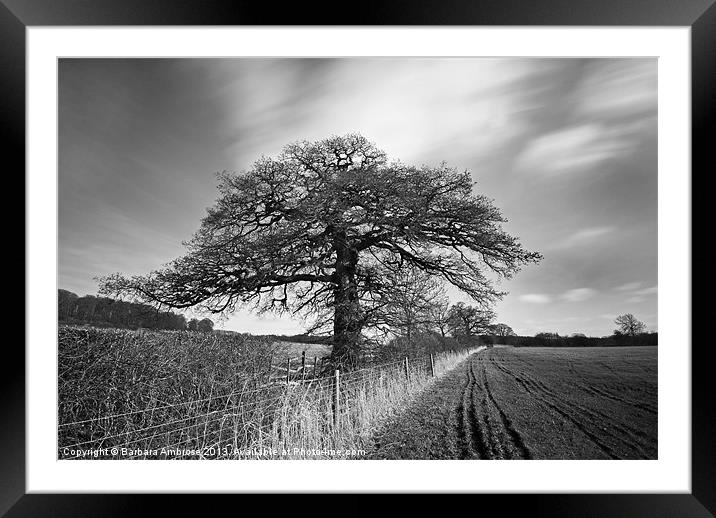 The Tree Framed Mounted Print by Barbara Ambrose