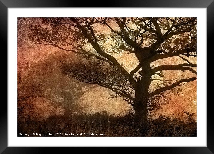 Misty Trees Framed Mounted Print by Ray Pritchard