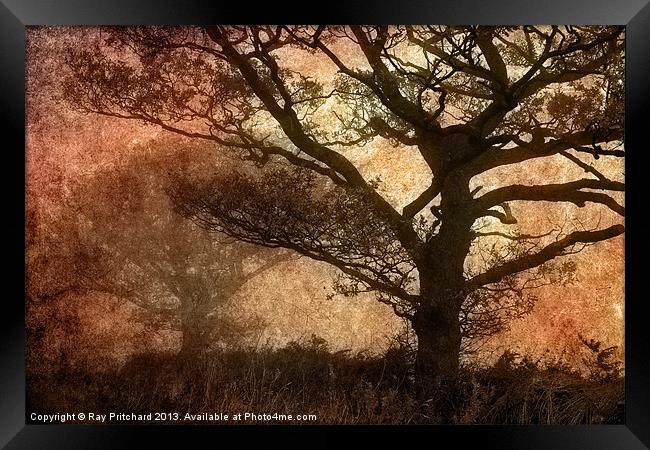 Misty Trees Framed Print by Ray Pritchard