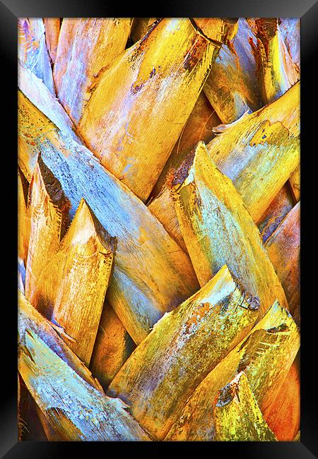Coconut Royal Palm Bark Texture Framed Print by Arfabita  