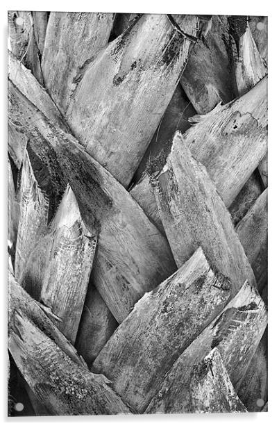 Tonal Royal Coconut Palm Bark Texture Acrylic by Arfabita  