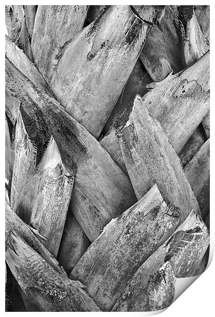 Tonal Royal Coconut Palm Bark Texture Print by Arfabita  