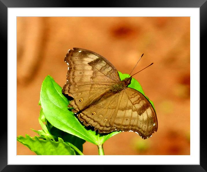 Butterfly Resting On A Leaf Framed Mounted Print by Sajitha Nair
