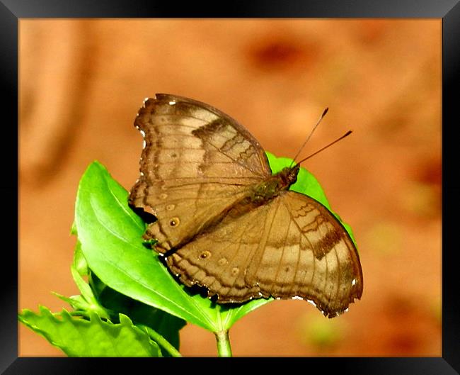 Butterfly Resting On A Leaf Framed Print by Sajitha Nair