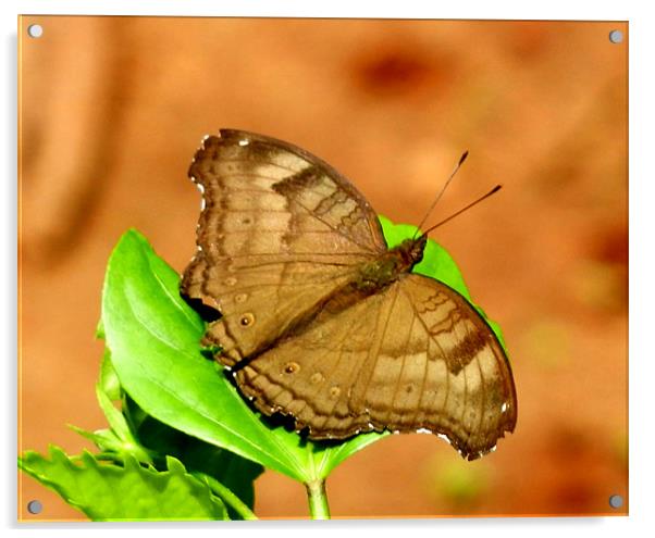 Butterfly Resting On A Leaf Acrylic by Sajitha Nair