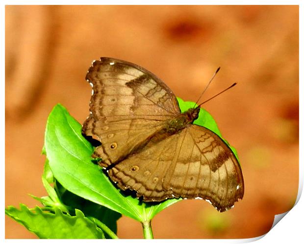 Butterfly Resting On A Leaf Print by Sajitha Nair