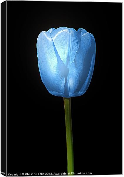 Tulip Blue Canvas Print by Christine Lake