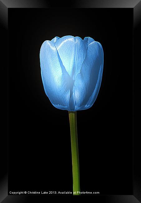 Tulip Blue Framed Print by Christine Lake