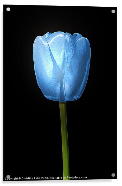 Tulip Blue Acrylic by Christine Lake