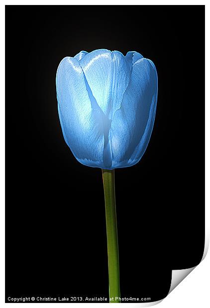 Tulip Blue Print by Christine Lake