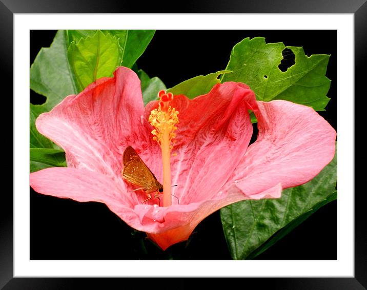 Butterfly Sitting On Pink Hibiscus Framed Mounted Print by Sajitha Nair