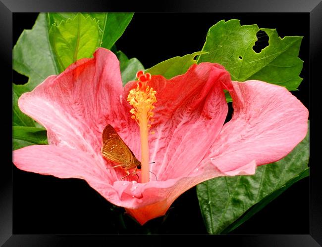 Butterfly Sitting On Pink Hibiscus Framed Print by Sajitha Nair