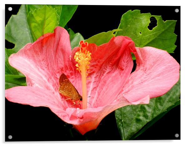 Butterfly Sitting On Pink Hibiscus Acrylic by Sajitha Nair