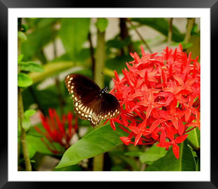 A Butterfly On An Ixora Flower Framed Mounted Print by Sajitha Nair