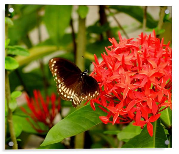 A Butterfly On An Ixora Flower Acrylic by Sajitha Nair