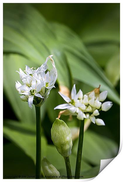 Wild Garlic Print by Jim Jones