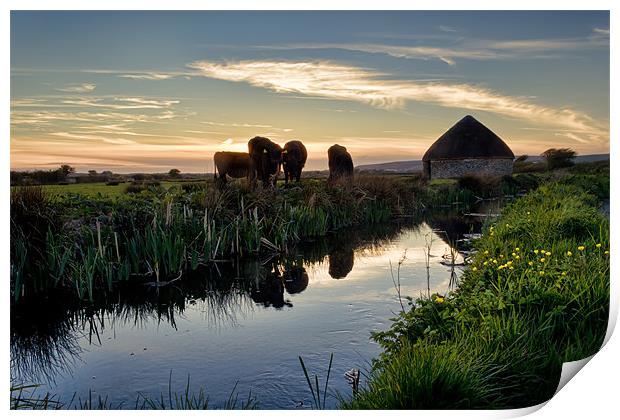 Rich Cows Print by Dave Wilkinson North Devon Ph