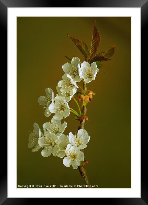 Cherry Blossom Framed Mounted Print by Dave Burden