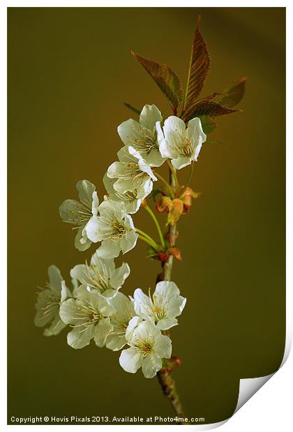 Cherry Blossom Print by Dave Burden
