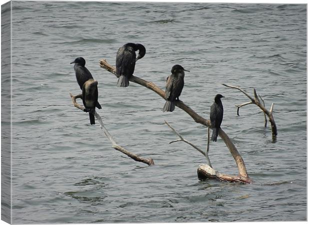 Cormorants Relaxing On Branches Canvas Print by Sajitha Nair