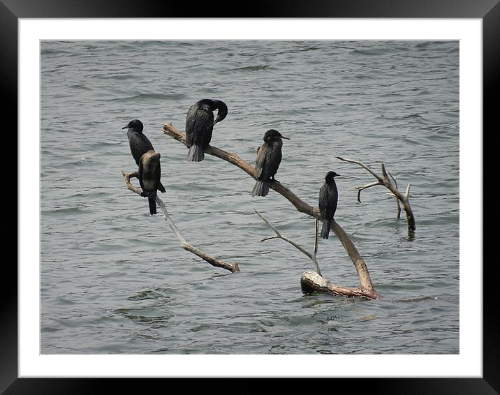 Cormorants Relaxing On Branches Framed Mounted Print by Sajitha Nair