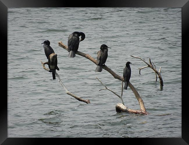 Cormorants Relaxing On Branches Framed Print by Sajitha Nair