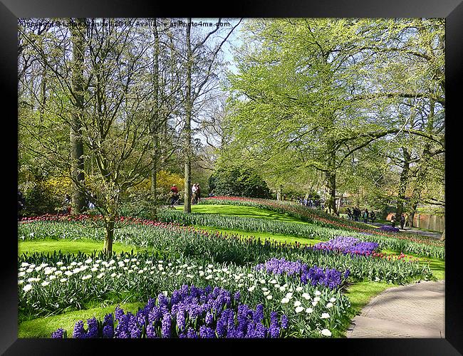 Keukenhof Park Framed Print by Lilian Marshall