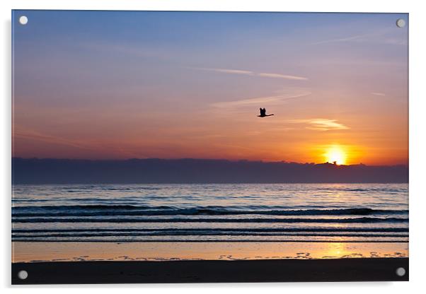 Swan sunrise Acrylic by Gary Finnigan