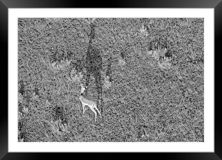 Grants gazelle Framed Mounted Print by Tony Murtagh