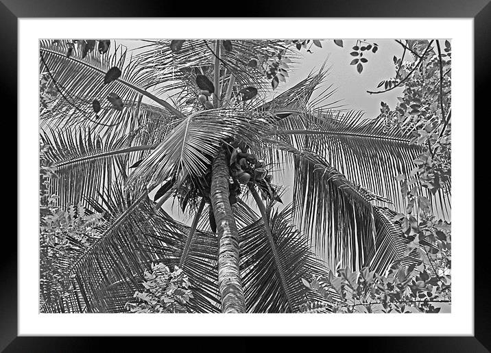 Coconut Palm Framed Mounted Print by Tony Murtagh