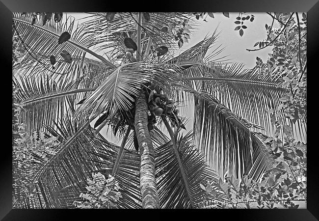 Coconut Palm Framed Print by Tony Murtagh