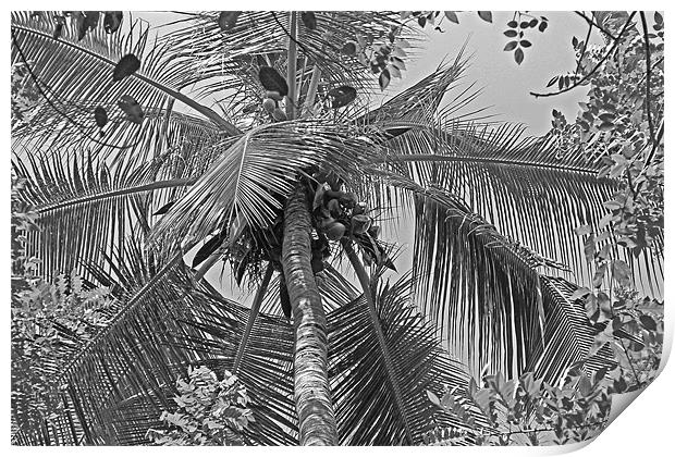 Coconut Palm Print by Tony Murtagh