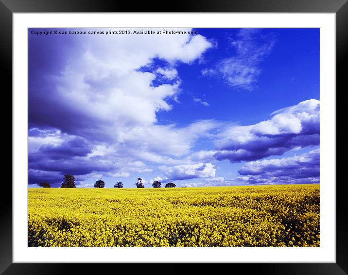 Coombe Abbey Rape Field Framed Mounted Print by carl barbour canvas