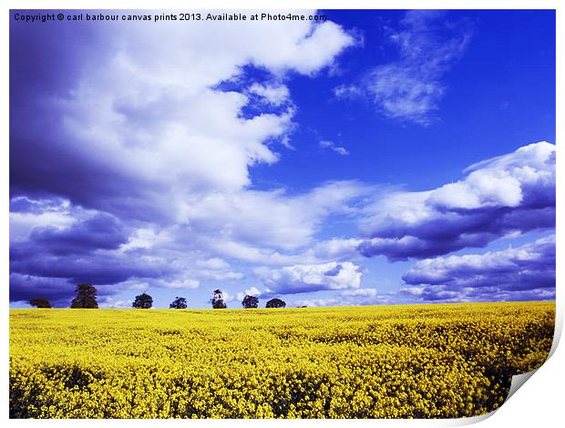 Coombe Abbey Rape Field Print by carl barbour canvas