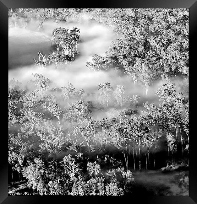 Woodland in the mist Framed Print by carolyn stewart
