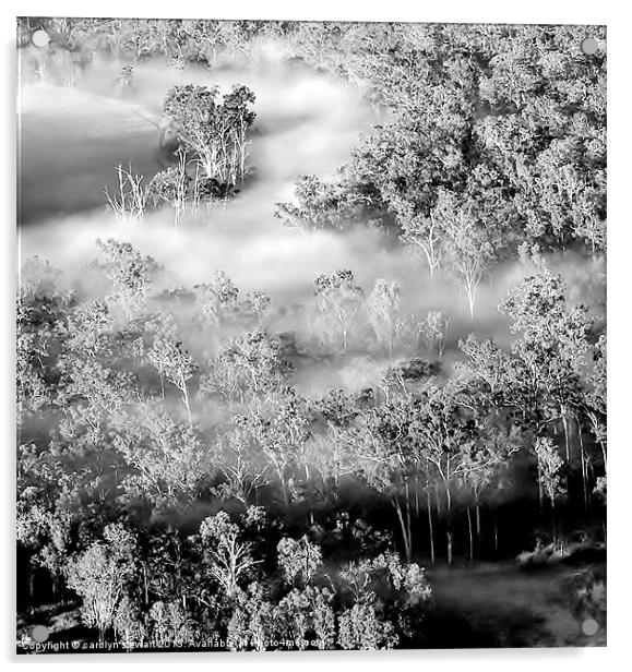 Woodland in the mist Acrylic by carolyn stewart