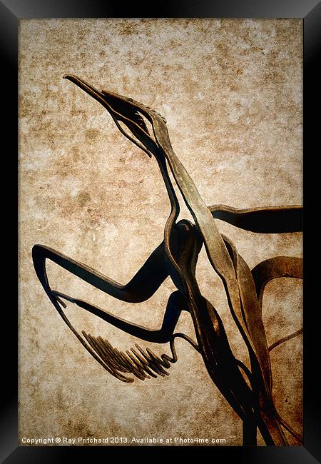 Taking Flight Framed Print by Ray Pritchard