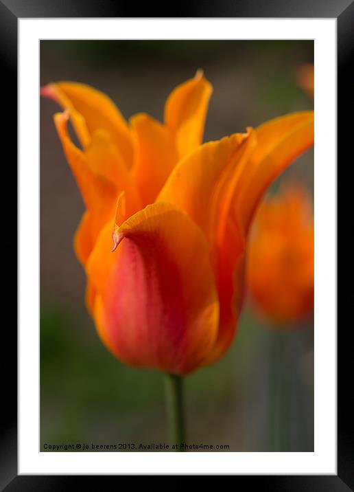 orange tulip Framed Mounted Print by Jo Beerens